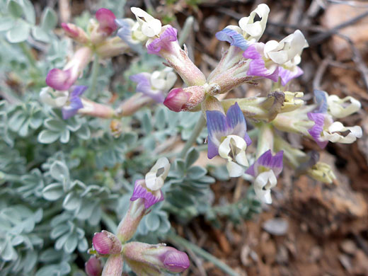 Purple, blue and white petals