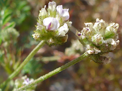 Two-Seeded Milkvetch; Two-seeded milkvetch (astragalus didymocarpus), Owl Canyon, Rainbow Basin, California