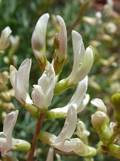 White inflorescence