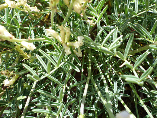 Folded leaflets