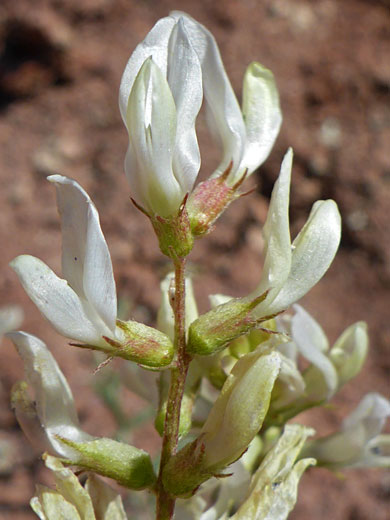 Calyces and corollas