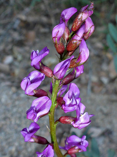 Purple-pink flowers