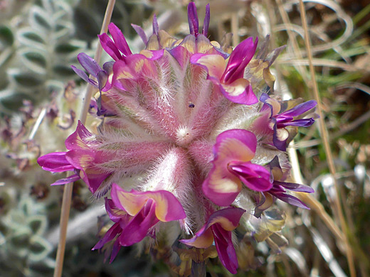 Compact flower cluster