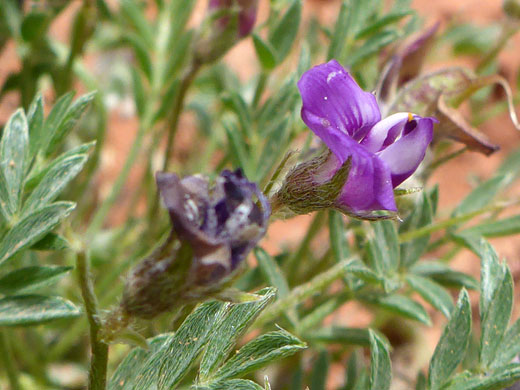 Leaves and flowers