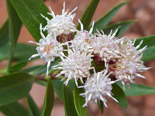 Willow Baccharis; Willow baccharis (baccharis salicina), Hellhole Canyon, Red Cliffs NCA, Utah