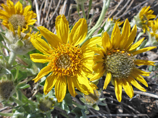 Two flowerheads