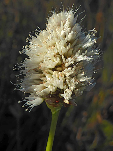  Dense flower cluster