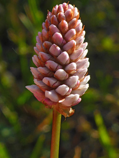 Pink buds