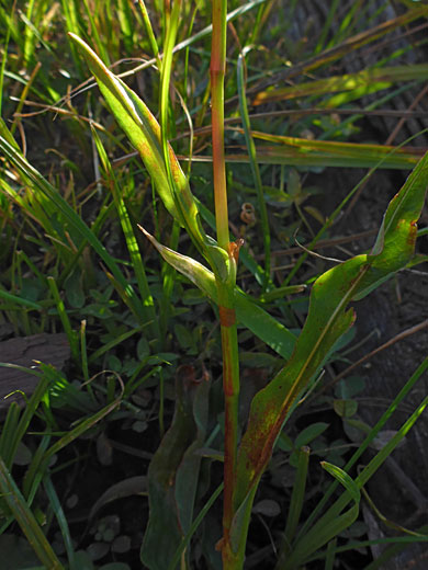 Long, narrow leaves