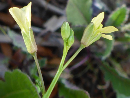 Buds and flowers