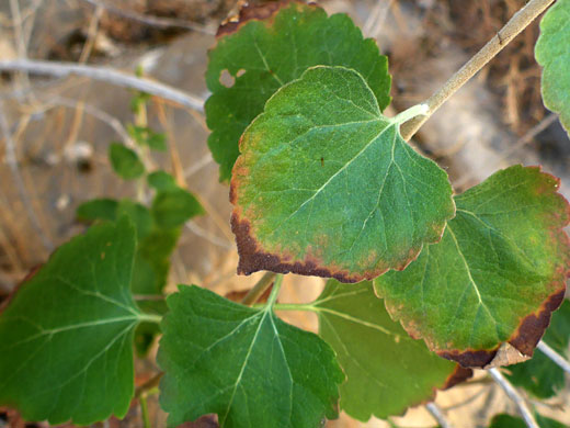 Broad leaves