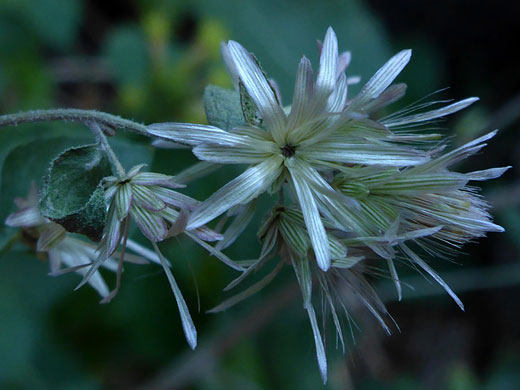 After flowering