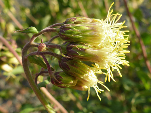 Yellow stamens