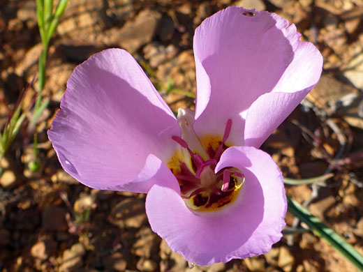 Rich pink flower