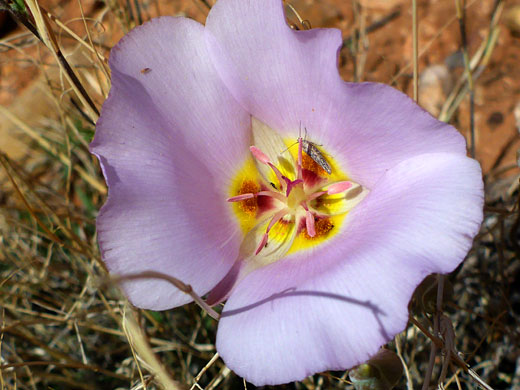 Yellow-pink flower center