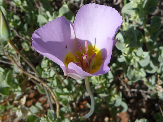 Pink stamens