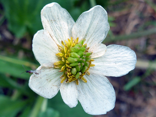 Sepals, stamens and seed pods