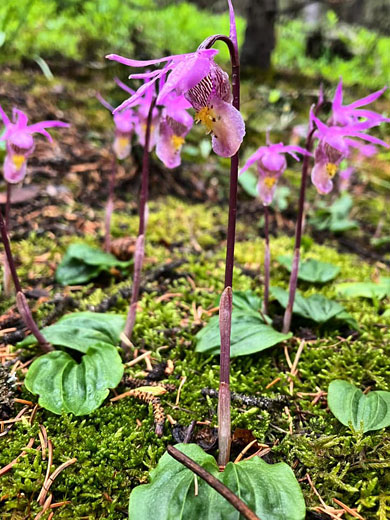 Fairy Slipper; Fairy slipper (calypso bulbosa var americana), New Mexico