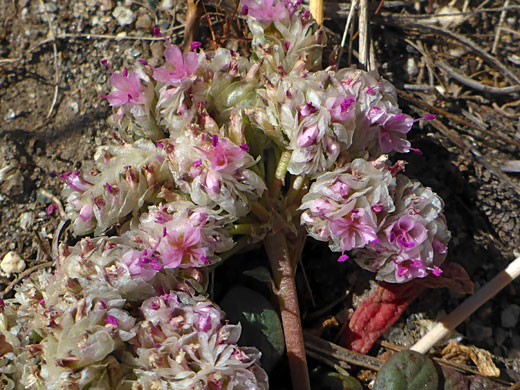 Dense inflorescence