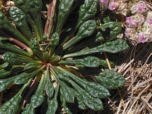 Dark green leaves