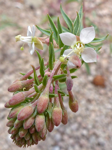 Developing flower cluster