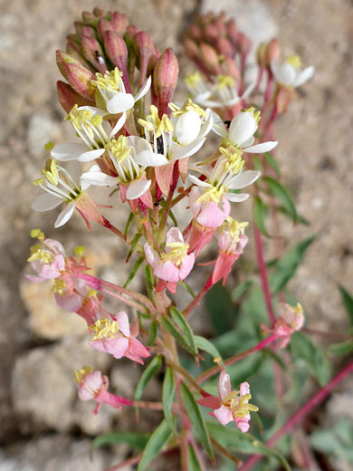 Pinkish-white flowers