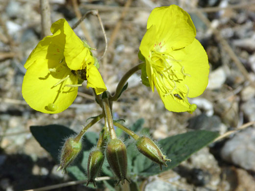 Flowers and buds