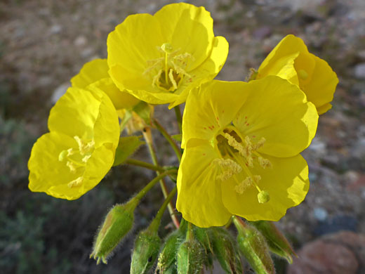 Flower cluster