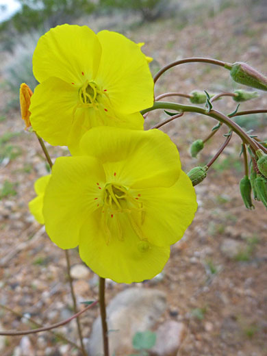 Yellow Cups