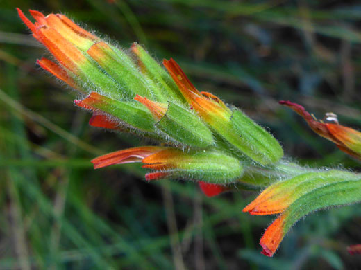 Hairy bracts