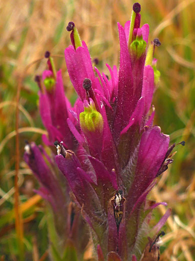 Deep pink bracts