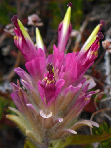 Lemmon's Indian Paintbrush; Castilleja lemmonii along the Granite Park Trail, California