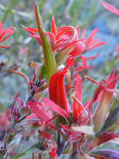 Tubular green flower