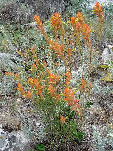 Flower cluster