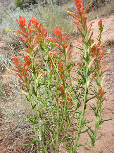 Group of stems