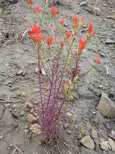 Purple stems