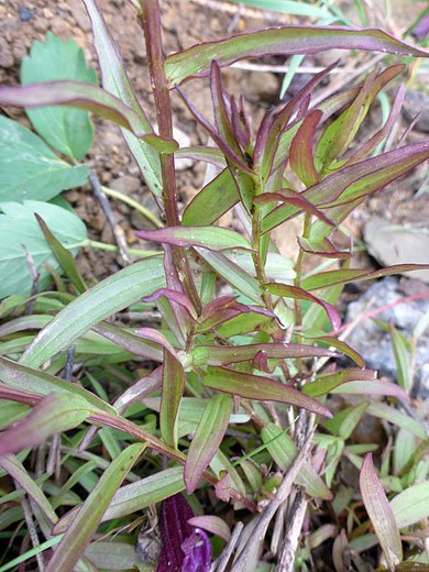 Lower stem leaves