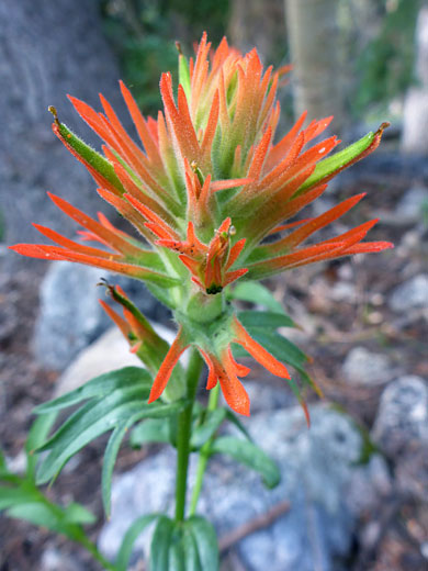 Flowers and bracts