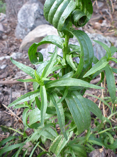 Strongly-veined leaves