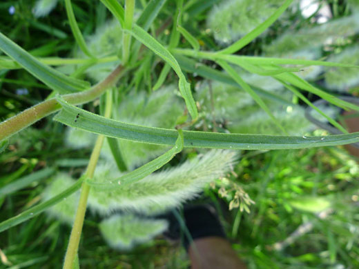 Leaf and stem