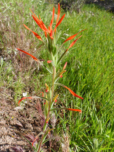 Upper part of the stem