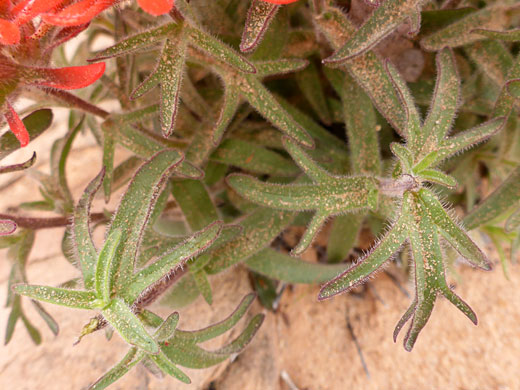 Hairy, sandy leaves