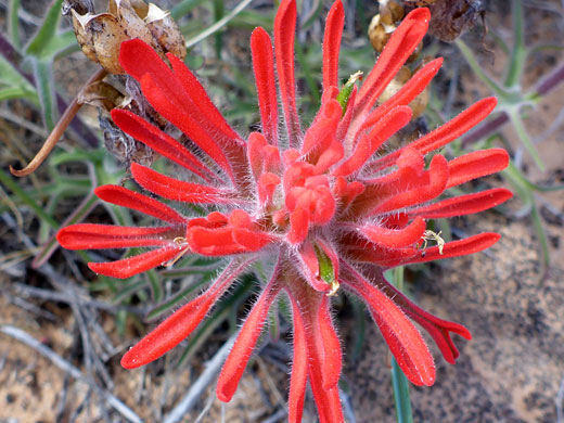 Hairy red bracts