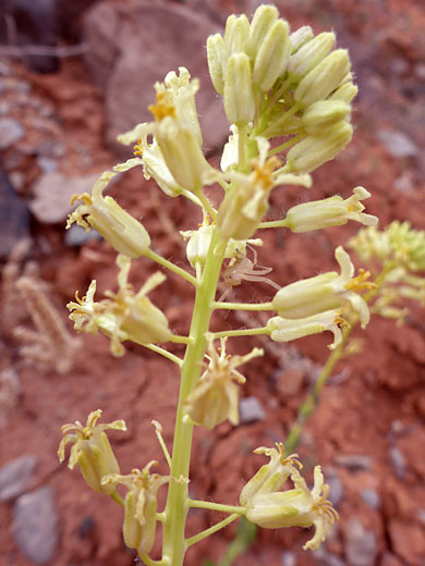 Pale yellow flowers and buds