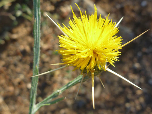 Yellow Star Thistle