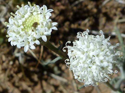 Esteve's Pincushion