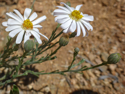 Flowers and buds