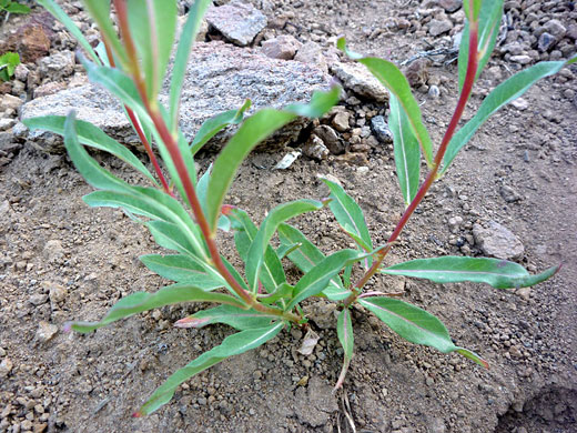 Red stems, green leaves