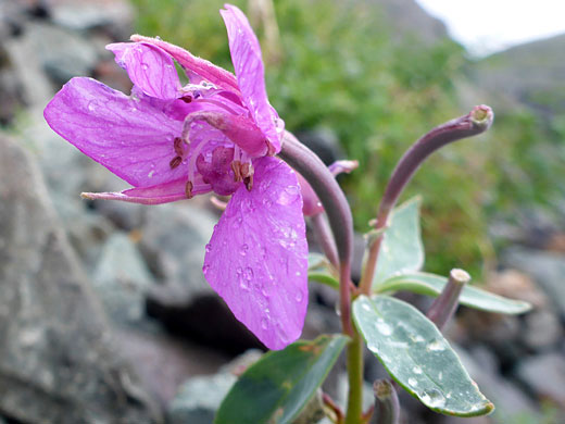 Pink petals and sepals