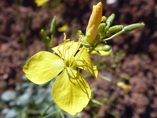 Style and stamens